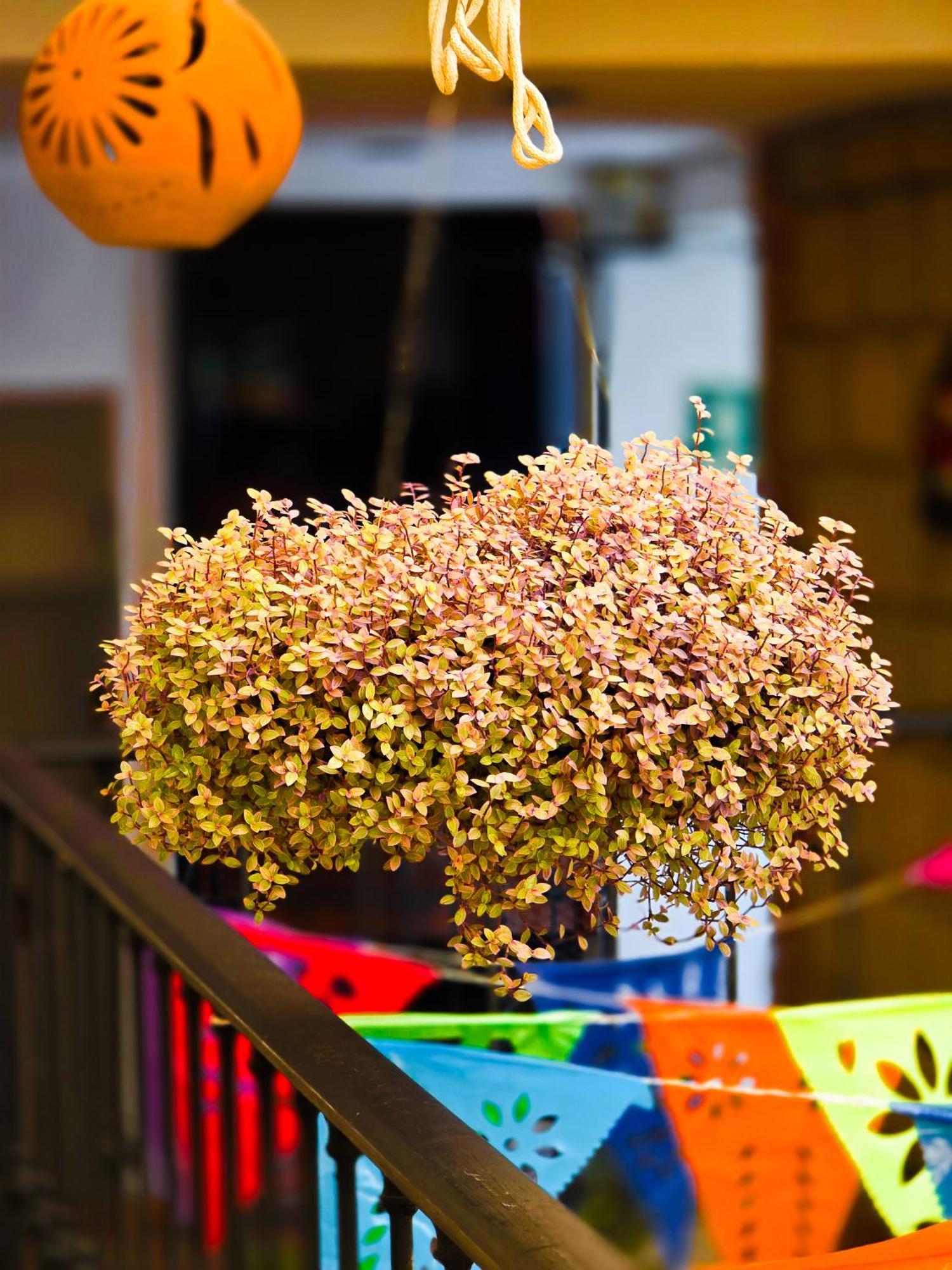 Hotel Villa Esmeralda ทักซ์ทลา กูทิเอเรซ ภายนอก รูปภาพ